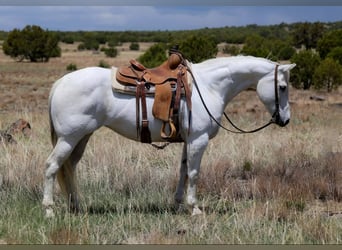 American Quarter Horse, Merrie, 12 Jaar, 150 cm, Schimmel