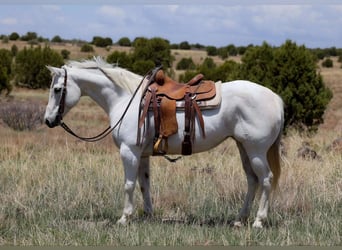 American Quarter Horse, Merrie, 12 Jaar, 150 cm, Schimmel