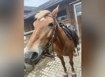 American Quarter Horse Mix, Merrie, 12 Jaar, 150 cm, Vos