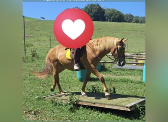 American Quarter Horse Mix, Merrie, 12 Jaar, 150 cm, Vos