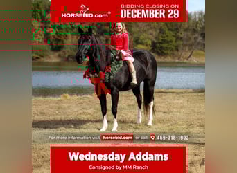 American Quarter Horse, Merrie, 12 Jaar, 150 cm, Zwart