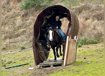 American Quarter Horse, Merrie, 12 Jaar, 150 cm, Zwart