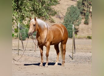 American Quarter Horse, Merrie, 12 Jaar, 152 cm, Palomino