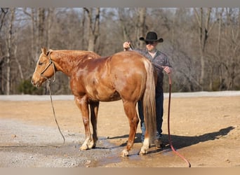 American Quarter Horse, Merrie, 12 Jaar, 152 cm, Palomino