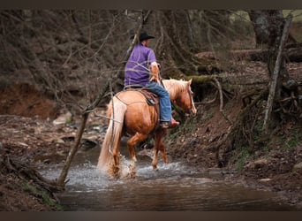 American Quarter Horse, Merrie, 12 Jaar, 152 cm, Palomino
