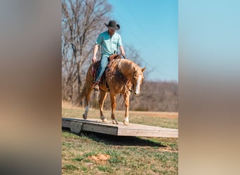 American Quarter Horse, Merrie, 12 Jaar, 152 cm, Palomino