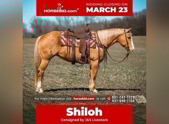 American Quarter Horse, Merrie, 12 Jaar, 152 cm, Palomino