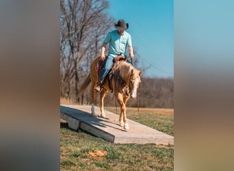 American Quarter Horse, Merrie, 12 Jaar, 152 cm, Palomino