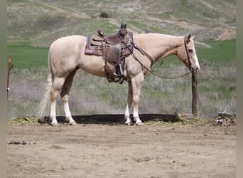 American Quarter Horse, Merrie, 12 Jaar, 152 cm, Palomino
