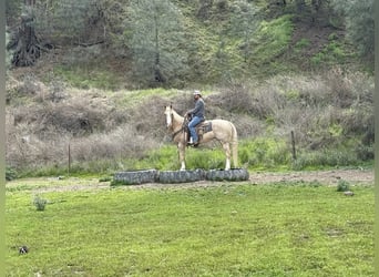 American Quarter Horse, Merrie, 12 Jaar, 152 cm, Palomino