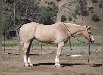 American Quarter Horse, Merrie, 12 Jaar, 152 cm, Palomino