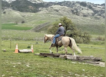 American Quarter Horse, Merrie, 12 Jaar, 152 cm, Palomino