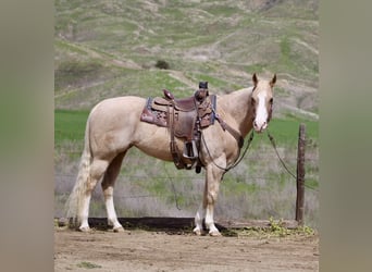 American Quarter Horse, Merrie, 12 Jaar, 152 cm, Palomino