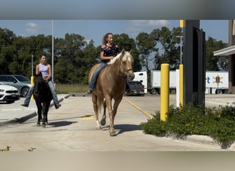 American Quarter Horse, Merrie, 12 Jaar, 152 cm, Palomino