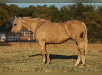 American Quarter Horse, Merrie, 12 Jaar, 152 cm, Palomino