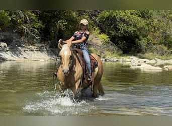American Quarter Horse, Merrie, 12 Jaar, 152 cm, Palomino