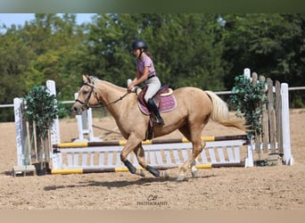 American Quarter Horse, Merrie, 12 Jaar, 152 cm, Palomino