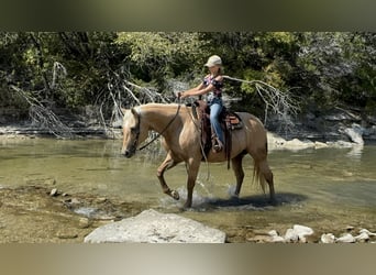 American Quarter Horse, Merrie, 12 Jaar, 152 cm, Palomino