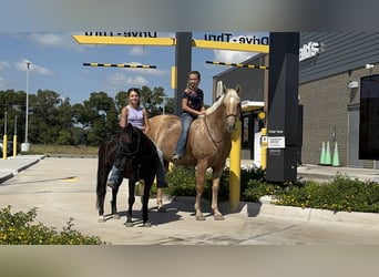 American Quarter Horse, Merrie, 12 Jaar, 152 cm, Palomino