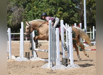 American Quarter Horse, Merrie, 12 Jaar, 152 cm, Palomino