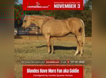 American Quarter Horse, Merrie, 12 Jaar, 152 cm, Palomino
