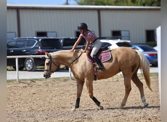 American Quarter Horse, Merrie, 12 Jaar, 152 cm, Palomino