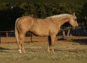 American Quarter Horse, Merrie, 12 Jaar, 152 cm, Palomino