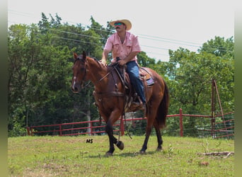 American Quarter Horse, Merrie, 12 Jaar, 152 cm, Roan-Bay