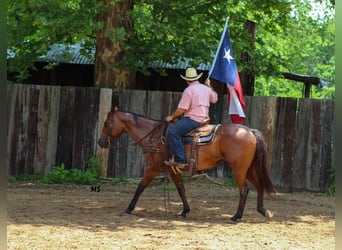 American Quarter Horse, Merrie, 12 Jaar, 152 cm, Roan-Bay