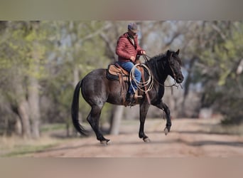 American Quarter Horse, Merrie, 12 Jaar, 152 cm, Roan-Blue