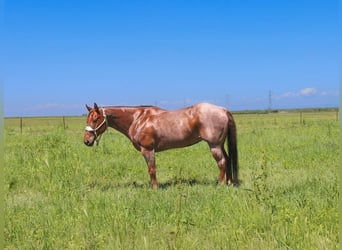 American Quarter Horse, Merrie, 12 Jaar, 152 cm, Roan-Red