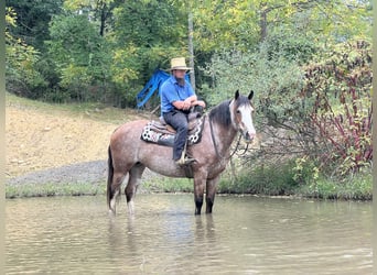 American Quarter Horse Mix, Stute, 12 Jahre, 152 cm, Roan-Red