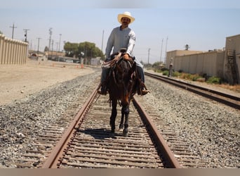 American Quarter Horse, Merrie, 12 Jaar, 152 cm, Roodbruin