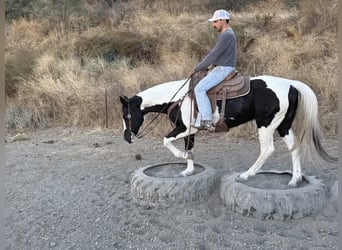 American Quarter Horse, Merrie, 12 Jaar, 152 cm, Tobiano-alle-kleuren