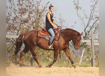 American Quarter Horse, Merrie, 12 Jaar, 155 cm, Donkere-vos