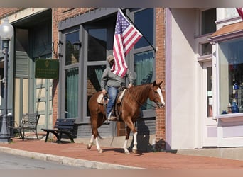 American Quarter Horse, Merrie, 12 Jaar, 155 cm, Roodvos