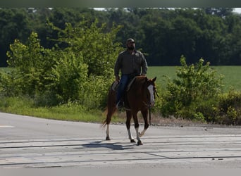 American Quarter Horse, Merrie, 12 Jaar, 155 cm, Roodvos