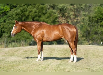 American Quarter Horse, Merrie, 12 Jaar, 155 cm, Roodvos