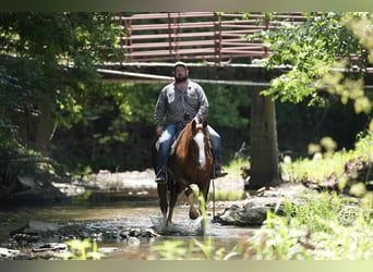 American Quarter Horse, Merrie, 12 Jaar, 155 cm, Roodvos