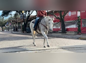 American Quarter Horse, Merrie, 12 Jaar, 155 cm, Schimmel