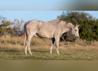 American Quarter Horse, Merrie, 12 Jaar, 155 cm, Schimmel