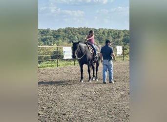 American Quarter Horse, Merrie, 12 Jaar, 157 cm, Roan-Bay