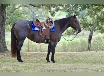 American Quarter Horse, Merrie, 12 Jaar, 157 cm, Roan-Bay