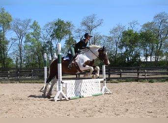 American Quarter Horse, Merrie, 12 Jaar, 157 cm, Tobiano-alle-kleuren