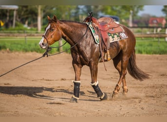 American Quarter Horse, Merrie, 12 Jaar, 158 cm, Donkere-vos