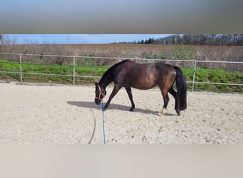 American Quarter Horse, Merrie, 12 Jaar, 160 cm, Zwart
