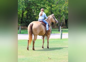 American Quarter Horse, Merrie, 12 Jaar, 163 cm, Champagne