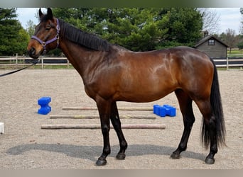 American Quarter Horse, Merrie, 12 Jaar, 163 cm, Roodbruin