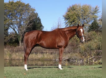 American Quarter Horse Mix, Merrie, 12 Jaar, 175 cm, Donkere-vos