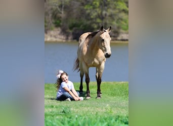American Quarter Horse, Merrie, 12 Jaar, Buckskin